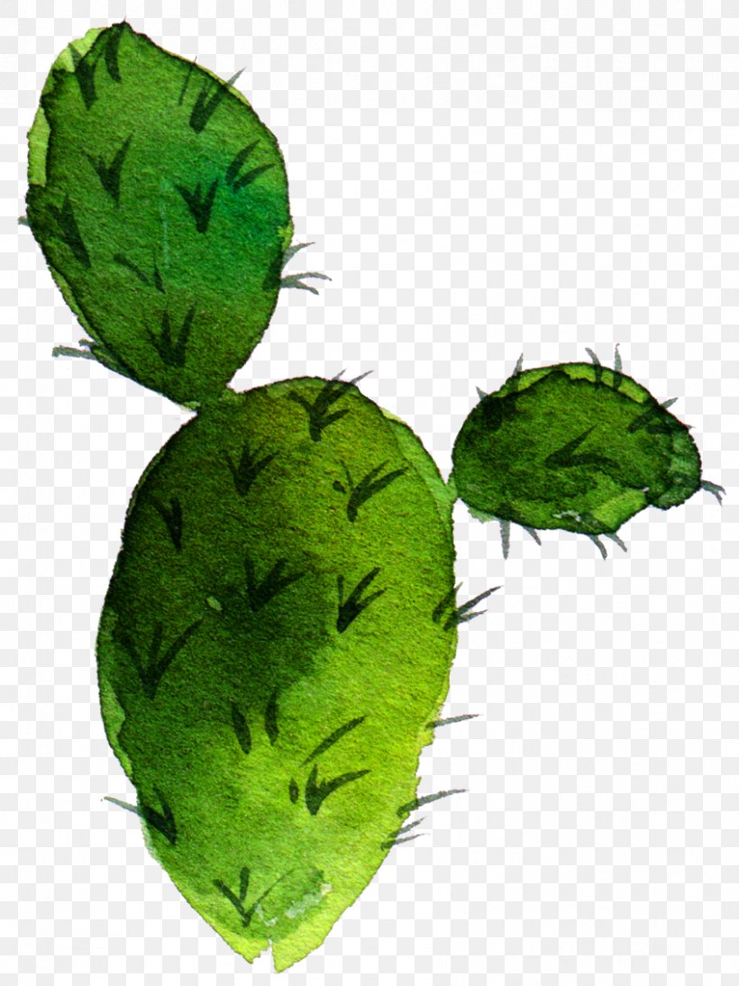 Cactaceae Barbary Fig Drawing Nopal Succulent Plant, PNG, 847x1131px, Cactaceae, Art, Barbary Fig, Canvas, Caryophyllales Download Free