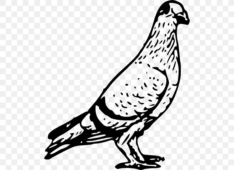 Homing Pigeon Columbidae Bird Pigeon Post Clip Art, PNG, 510x597px, Homing Pigeon, Artwork, Beak, Bird, Bird Flight Download Free