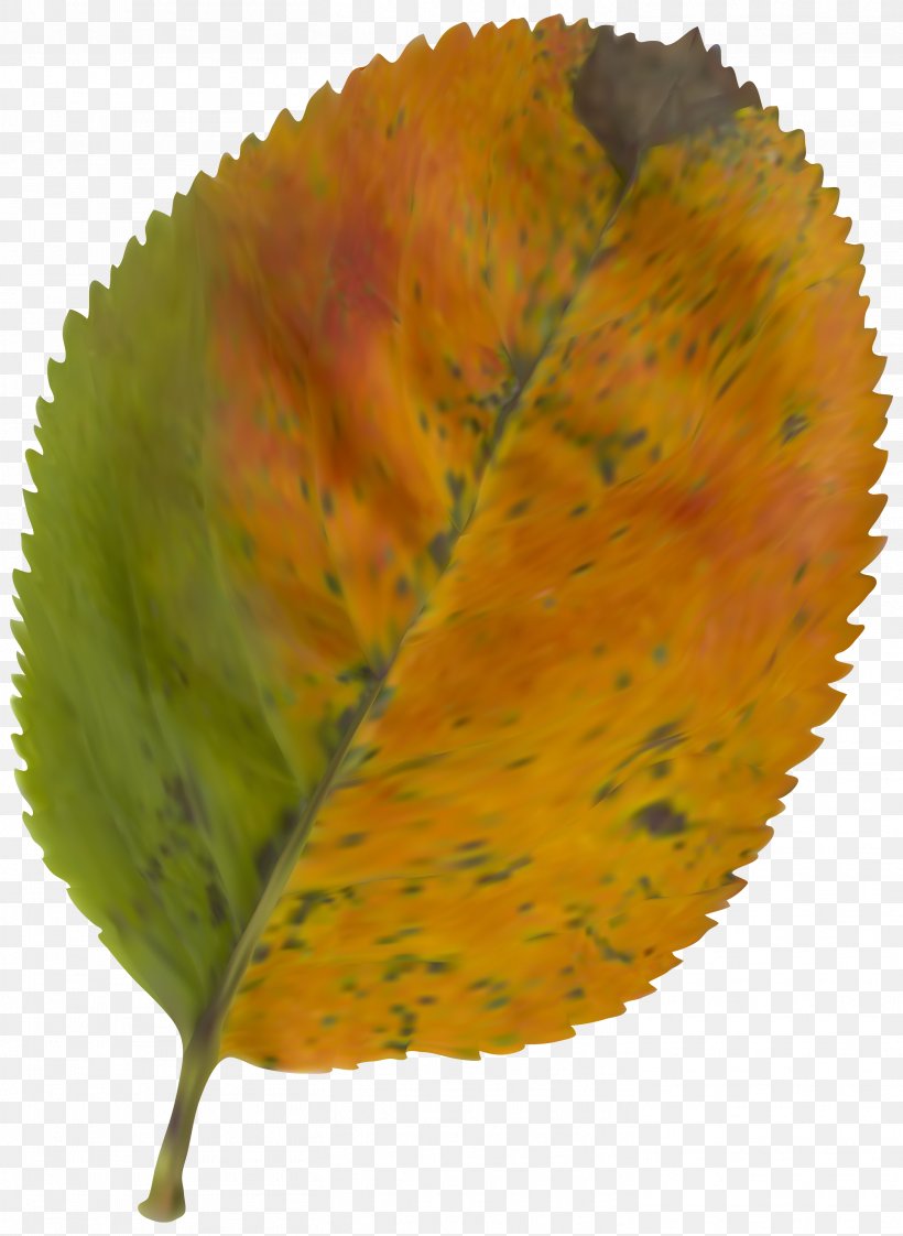 Autumn Leaf Color Clip Art, PNG, 2922x4000px, Autumn, Autumn Leaf Color, Blog, Brown, Camera Lens Download Free
