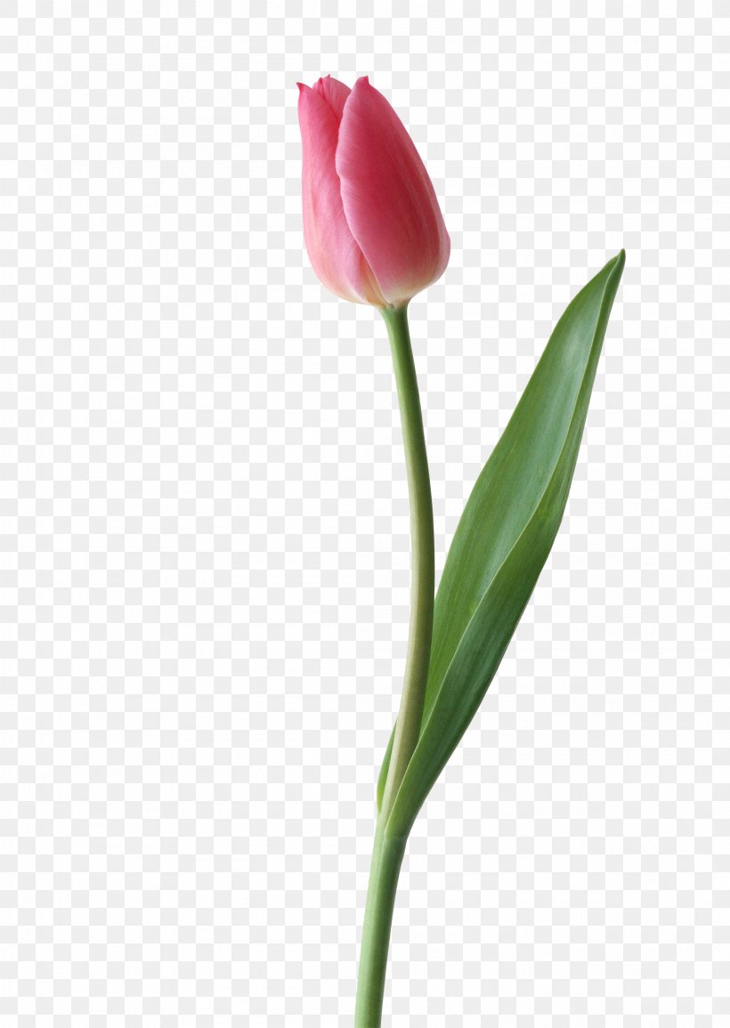 Flower Bouquet Tulip Pink Clip Art, PNG, 2094x2950px, Flower, Bride, Bud, Color, Cut Flowers Download Free