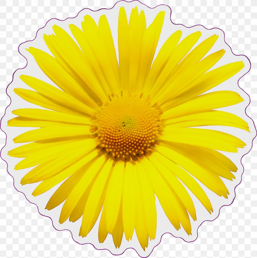 Flower Transvaal Daisy Mayweed Cut Flowers Yellow, PNG, 1194x1200px, Watercolor, Abstract Art, Chrysanthemum, Cut Flowers, Flower Download Free