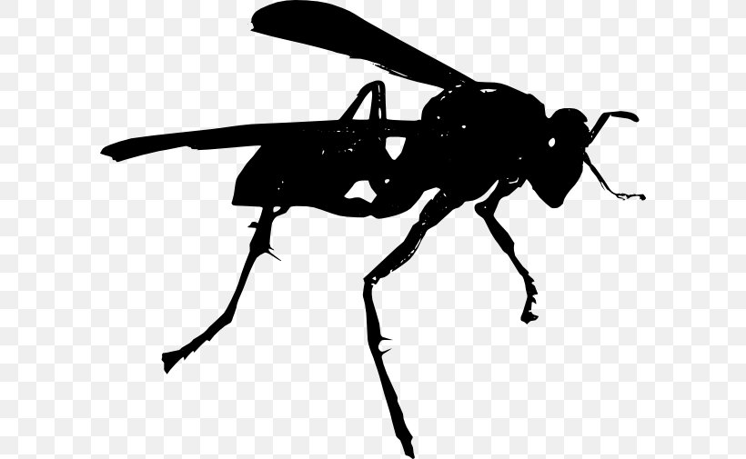 Hornet Bee Wasp Clip Art, PNG, 600x505px, Hornet, Arthropod, Bee, Black And White, Fly Download Free