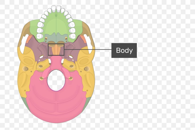 Pterygoid Processes Of The Sphenoid Pterygoid Hamulus Medial Pterygoid Muscle Lateral Pterygoid Muscle Sphenoid Bone, PNG, 742x550px, Watercolor, Cartoon, Flower, Frame, Heart Download Free