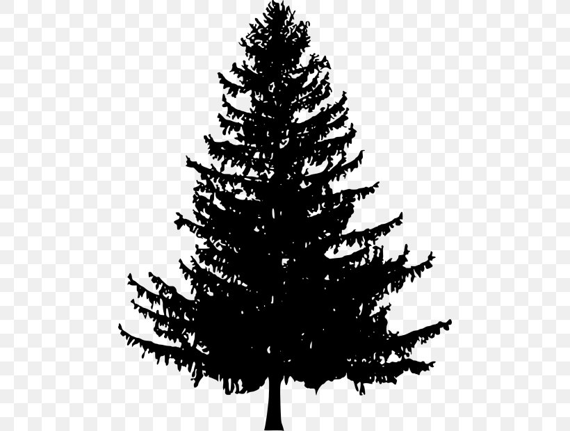 Tree Fir Drawing Scots Pine, PNG, 480x620px, Tree, Black And White, Branch, Christmas Decoration, Christmas Ornament Download Free