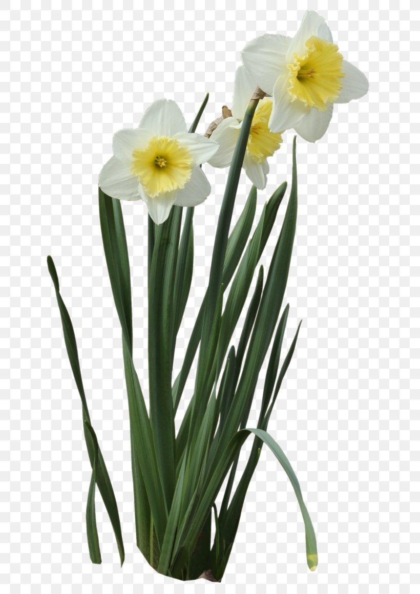 Bunch-flowered Daffodil Wild Daffodil Clip Art, PNG, 688x1160px, Bunchflowered Daffodil, Amaryllidaceae, Amaryllis Family, Cut Flowers, Daffodil Download Free