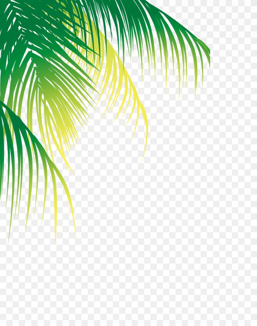Coconut Water Arecaceae Tree, PNG, 846x1072px, Coconut Water, Arecaceae, Coconut, Coconut Crab, Coconut Oil Download Free