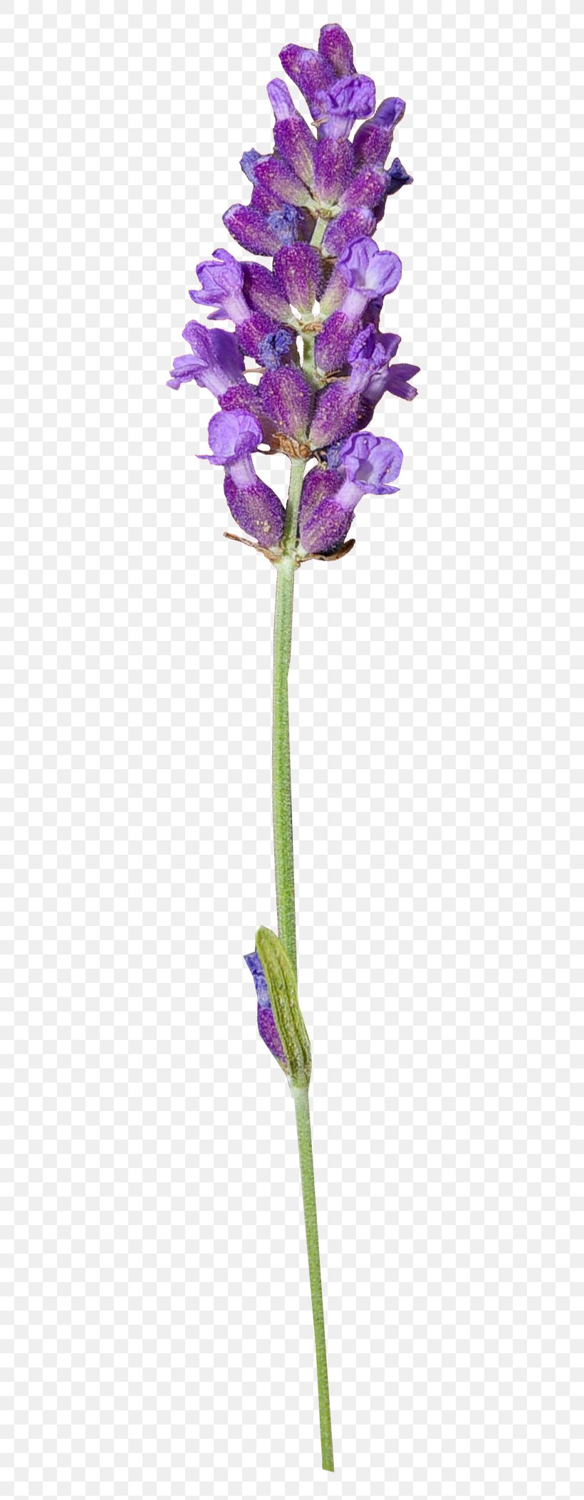 English Lavender Clip Art Herbaceous Plant Plant Stem, PNG, 465x2106px, English Lavender, Alphabet, Flora, Flower, Flowering Plant Download Free