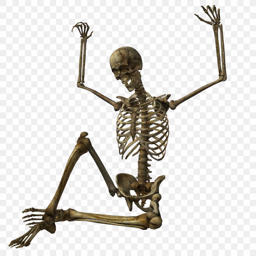 Human Skeleton Skull, PNG, 1090x1090px, Skeleton, Bone, Endoskeleton, Figurine, Human Skeleton Download Free