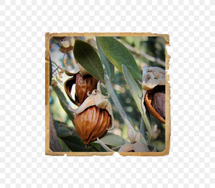 La Jojoba Jojoba Oil Simmondsia Chinensis (jojoba) Seed Powder, PNG, 500x717px, Jojoba, Carrier Oil, Desert, Export, Fatty Acid Download Free