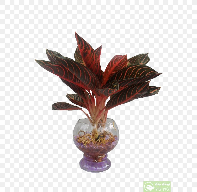 Leaf Dracaena Fragrans Ornamental Plant Tree Arecaceae, PNG, 600x800px, Leaf, Arecaceae, Chamaedorea, Composite Material, Dracaena Download Free