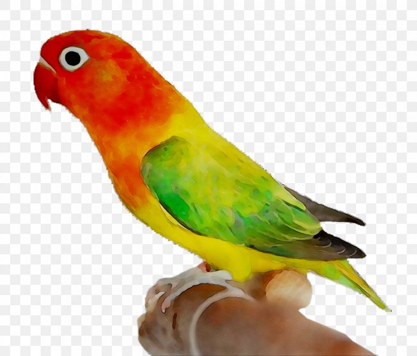 Lovebird Parakeet Macaw Loriini, PNG, 1416x1209px, Lovebird, Adaptation, Beak, Bird, Budgie Download Free
