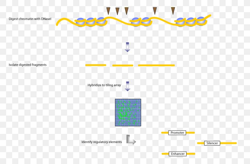 Nucleosome Tiling Array Deoxyribonuclease Genome DNA Microarray, PNG, 800x539px, Nucleosome, Area, Brand, Chiponchip, Chromatin Download Free
