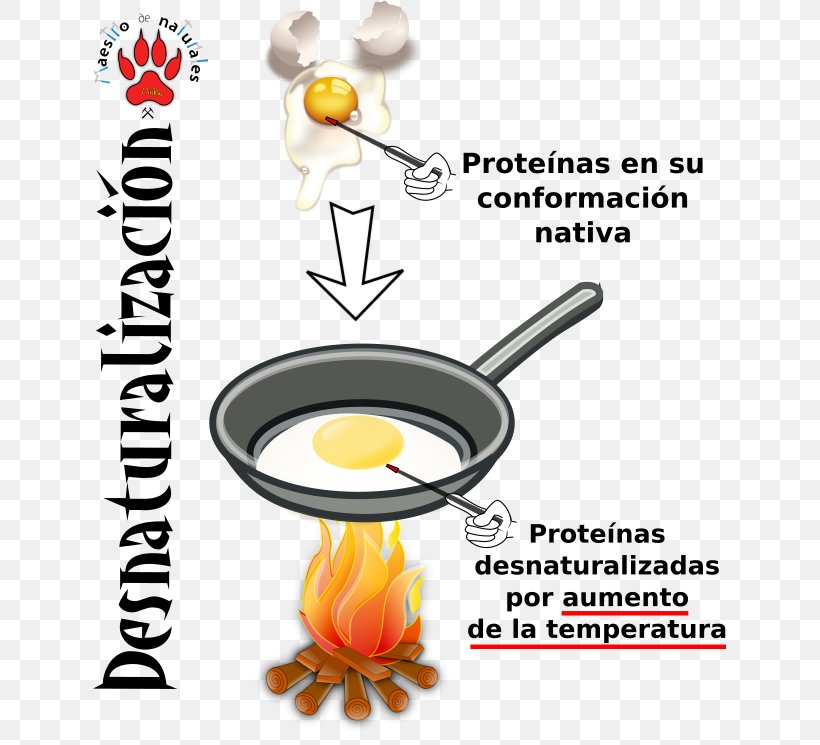 Protein Tertiary Structure Peptide Bond Denaturation Egg, PNG, 633x745px, Protein, Calorie, Chemical Bond, Chemistry, Cmaptools Download Free