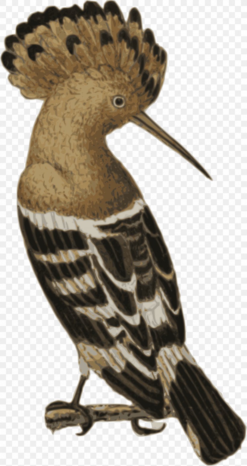 Bird Eurasian Hoopoe Afro-Eurasia Clip Art, PNG, 1180x2222px, Bird, Afroeurasia, Animal, Beak, Eurasian Hoopoe Download Free