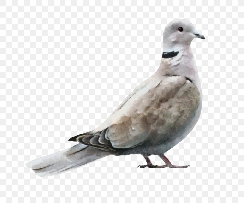 Bird Gulls Image, PNG, 700x681px, Bird, Beak, Charadriiformes, Cygnini, Digital Image Download Free