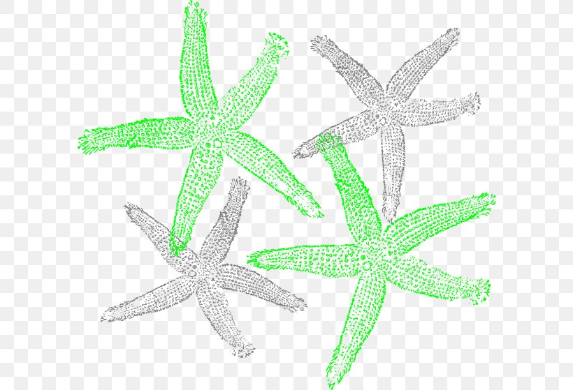 Starfish Clip Art, PNG, 600x559px, Starfish, Echinoderm, Invertebrate, Marine Invertebrates, Organism Download Free