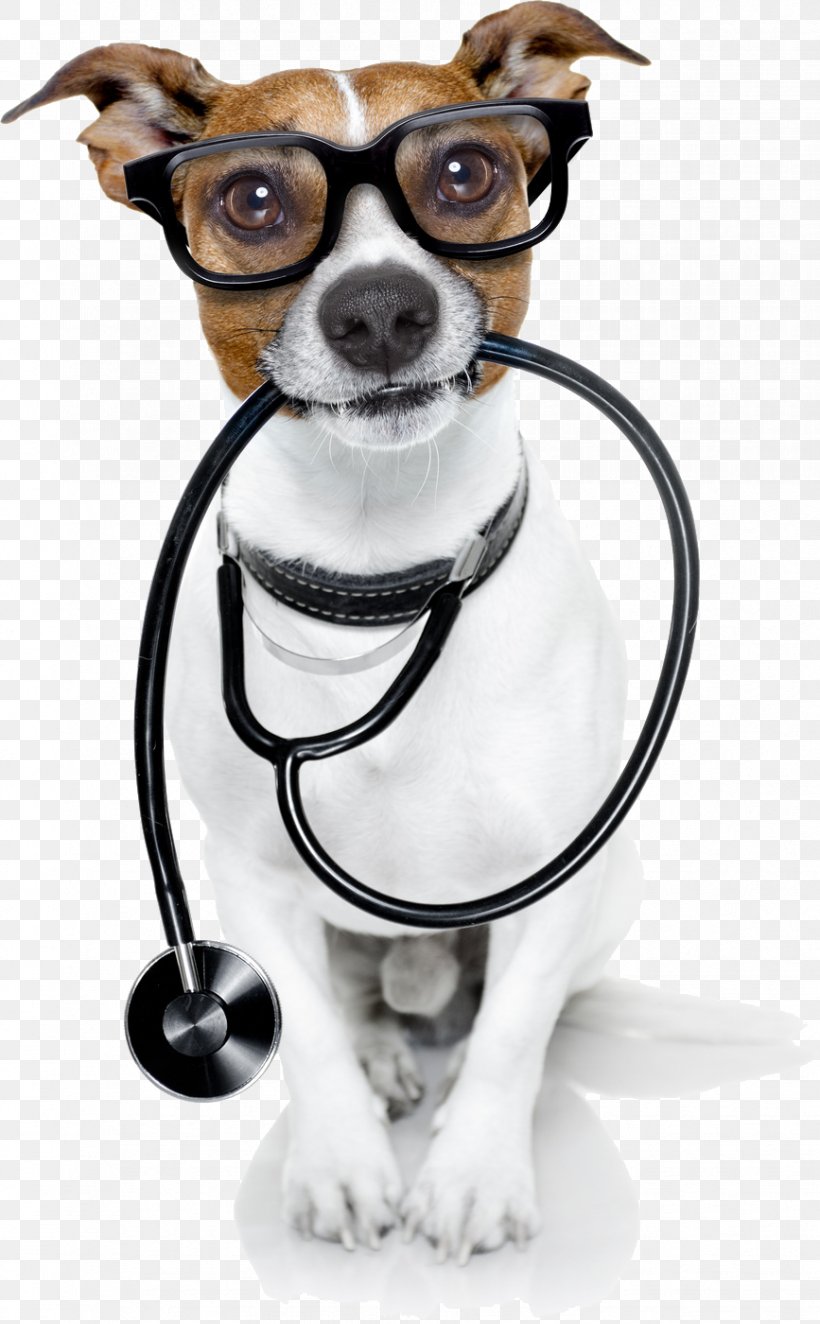 Dog Veterinarian Pet Cat Physician, PNG, 867x1400px, Dog, Carnivoran, Cat, Clinic, Companion Dog Download Free