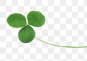 Clover - Four-leaf Clover White Clover PNG