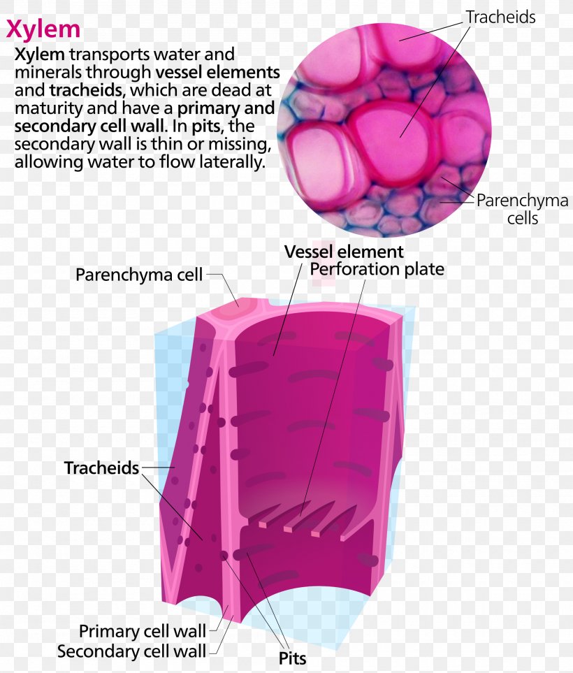 Xylem Phloem Vessel Element Tracheid Cell, PNG, 2000x2350px, Xylem, Biology, Cell, Flowering Plant, Function Download Free