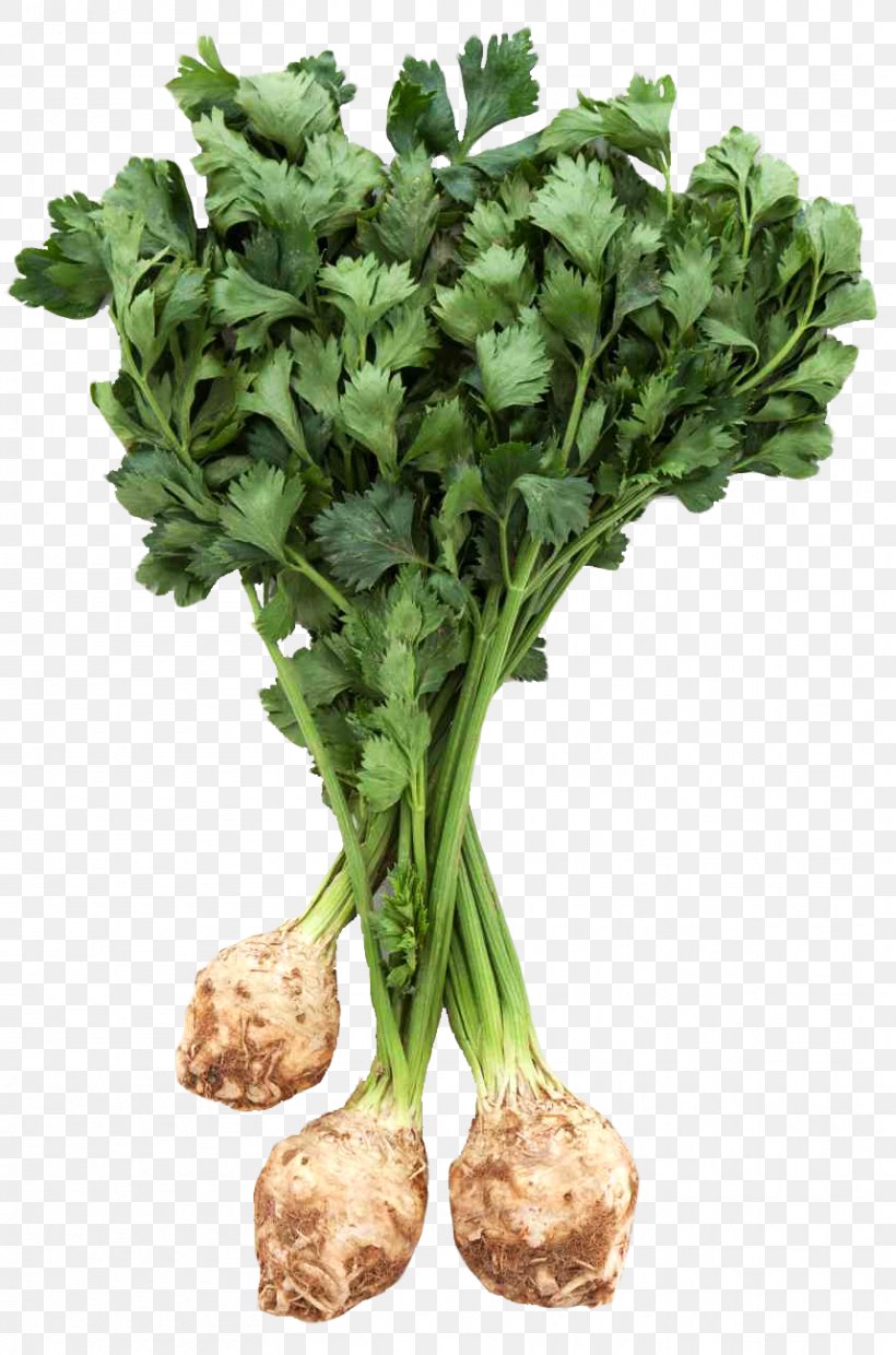 Celeriac Vegetable, PNG, 859x1300px, Celeriac, Carrot, Celery, Chard, Coriander Download Free