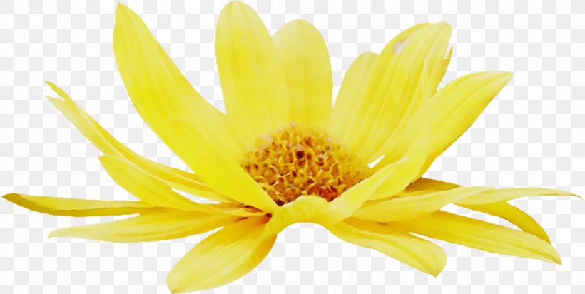 Chrysanthemum, PNG, 1200x604px, Chrysanthemum, Closeup, Cut Flowers, Daisy Family, Euryops Pectinatus Download Free