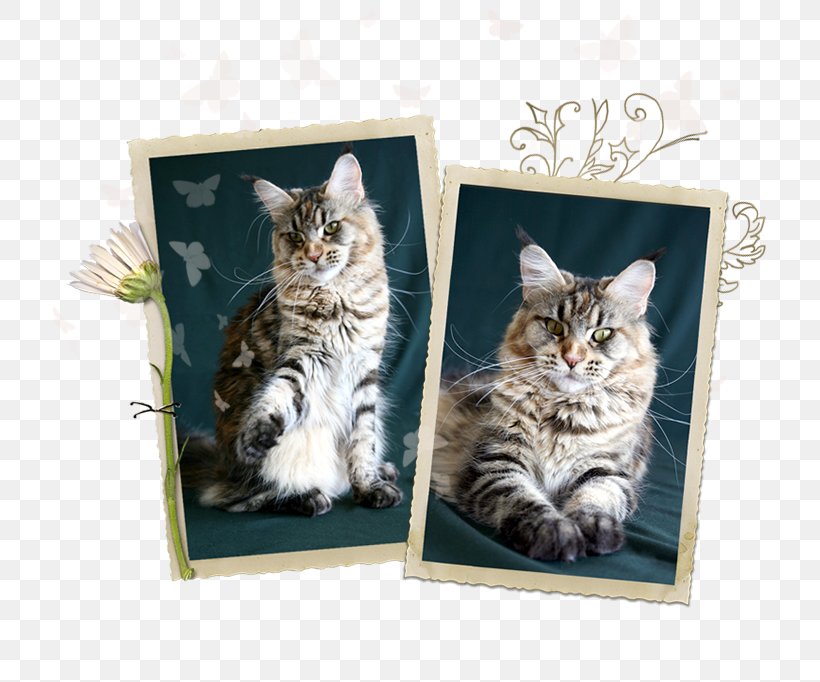 Kitten European Shorthair American Shorthair Maine Coon Domestic Short-haired Cat, PNG, 716x682px, Kitten, American Shorthair, Box, Carnivoran, Cat Download Free