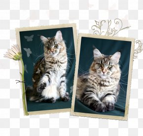 Maine Coon Dog Angel Pet Bird Png 1268x1770px Maine Coon