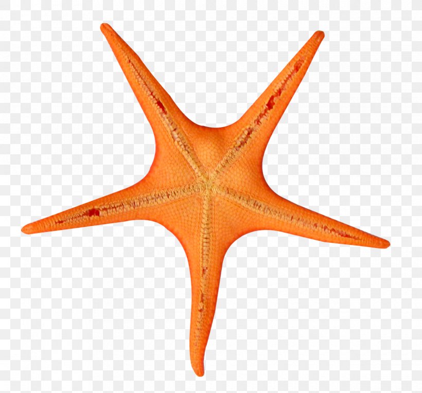 Starfish Color Clip Art, PNG, 1220x1138px, Starfish, Alpha Compositing, Color, Echinoderm, Gimp Download Free