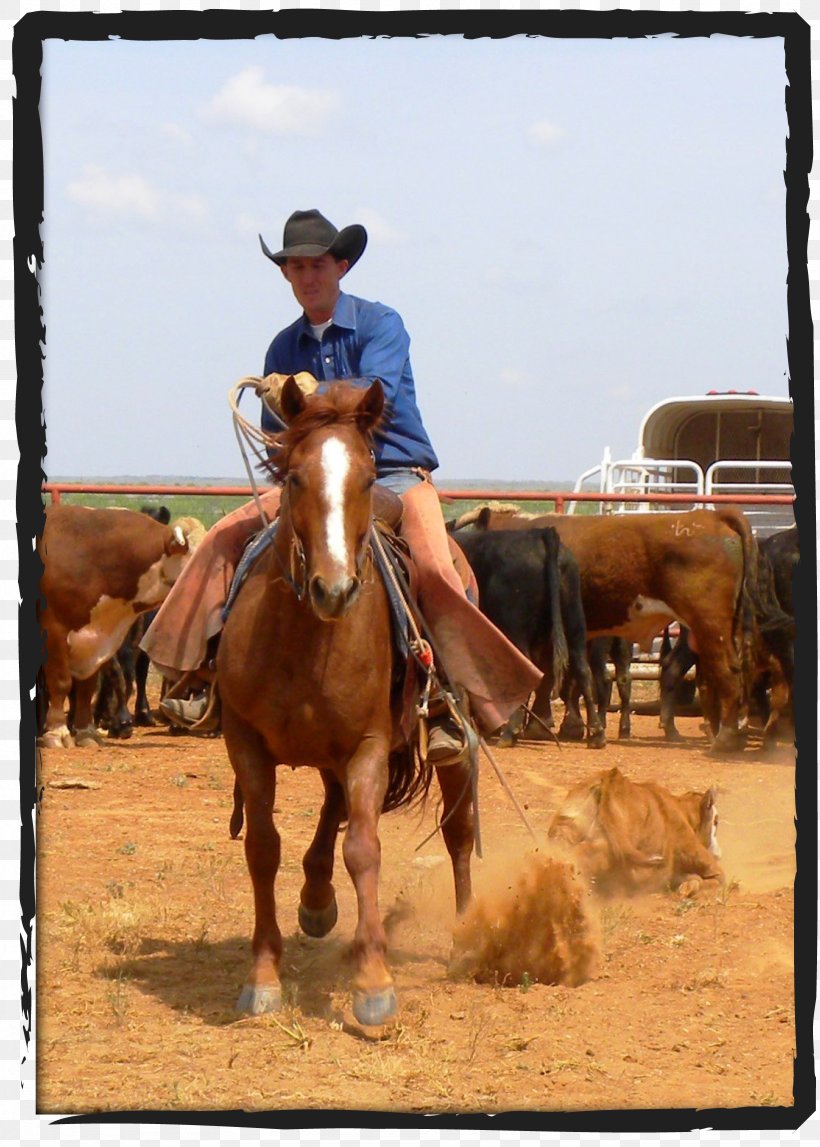 Tongue River Ranch Cattle Waggoner Ranch Cowboy, PNG, 1642x2297px, Ranch, Bridle, Cattle, Cattle Drive, Cattle Like Mammal Download Free