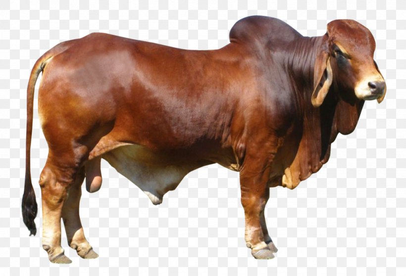 Cattle Ox Bull, PNG, 1024x698px, Cattle, Bull, Cattle Like Mammal, Cow Goat Family, Display Resolution Download Free