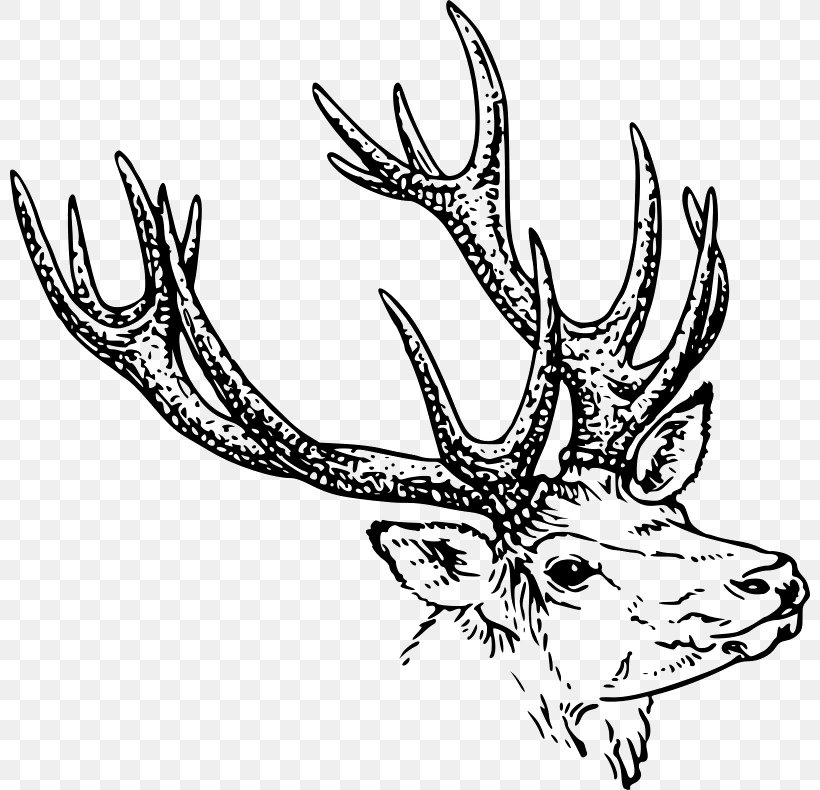 Deer Drawing Line Art Clip Art, PNG, 800x790px, Deer, Antler, Art, Artwork, Black And White Download Free