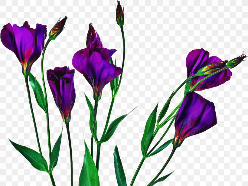 Flowers Background, PNG, 1200x901px, Texas Bluebell, Crocus, Cut Flowers, Flower, Gentian Family Download Free