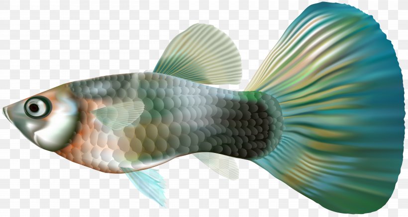 Guppy Fish Clip Art, PNG, 6000x3204px, Light, Aquatic Animal, Female, Fish, Fishing Download Free
