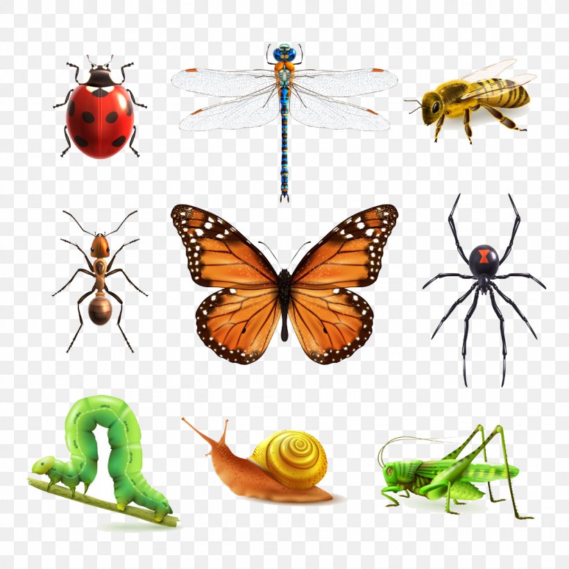 Insect Euclidean Vector Illustration, PNG, 1024x1024px, Insect, Arthropod, Brush Footed Butterfly, Butterflies And Moths, Butterfly Download Free