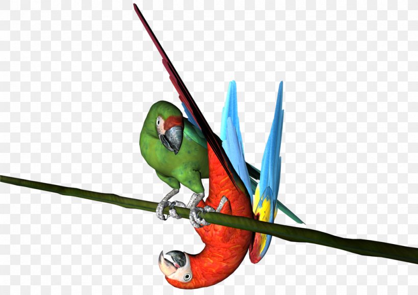 Macaw Parakeet Beak Feather Wing, PNG, 1024x724px, Macaw, Beak, Bird, Common Pet Parakeet, Feather Download Free