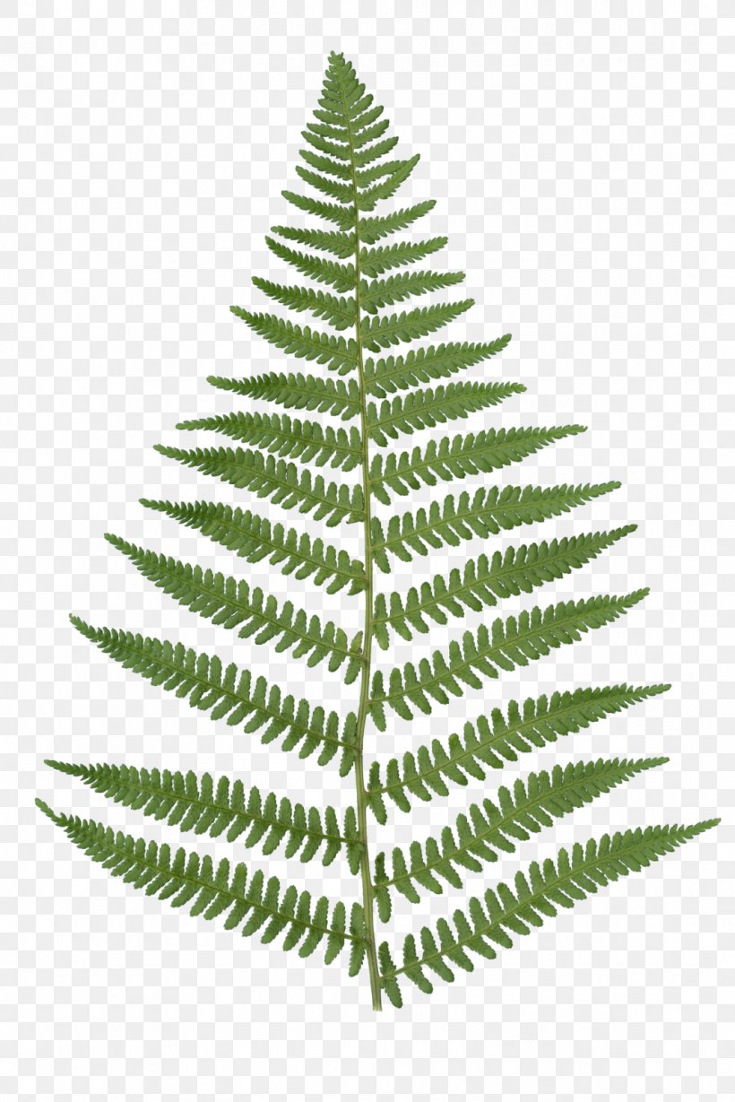 Christmas Black And White, PNG, 1067x1600px, Fern, American Larch, Balsam Fir, Botany, Canadian Fir Download Free