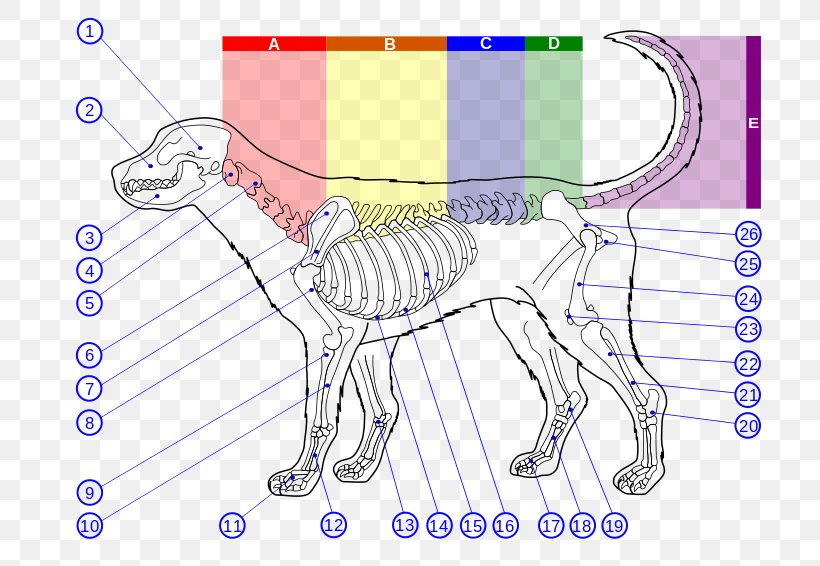 Dog Anatomy Human Skeleton Bone, PNG, 800x566px, Watercolor, Cartoon, Flower, Frame, Heart Download Free