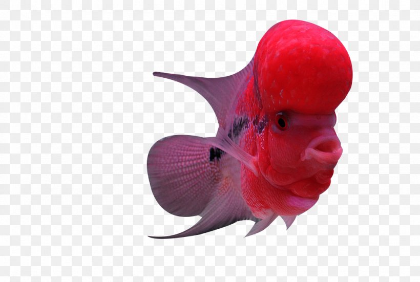 Flowerhorn Cichlid Fish, PNG, 1024x689px, Flowerhorn Cichlid, Arhat, Color, Ear, Fish Download Free