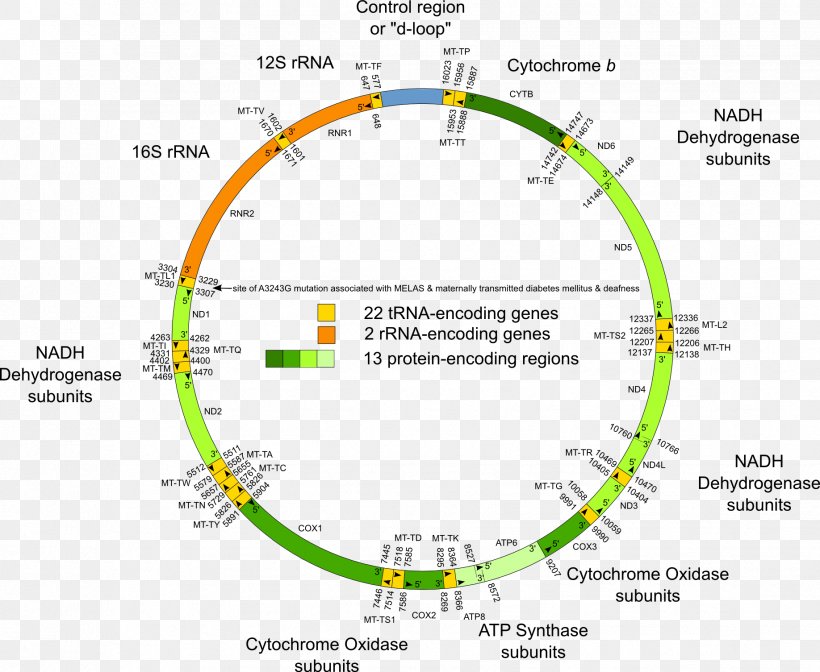Human Genome Project Mitochondrial DNA Human Mitochondrial Genetics, PNG, 1836x1506px, Human Genome Project, Area, Cell, Diagram, Dna Download Free