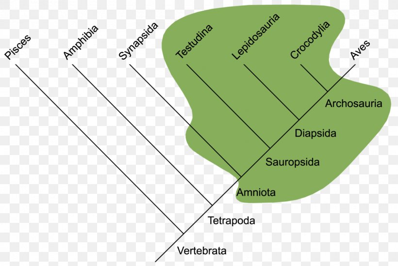 Reptile Vertebrate Sistematika Gmazova Phylogenetic Tree Paraphyly, PNG, 1600x1072px, Reptile, Amniote, Area, Clade, Cladistics Download Free