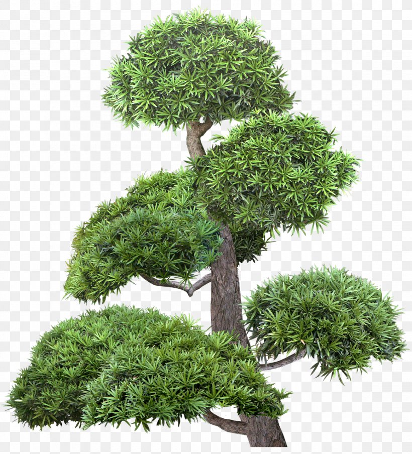 Tree Shrub Raster Graphics Clip Art, PNG, 1160x1280px, Tree, Bonsai, Branch, Broadleaved Tree, Cypress Family Download Free