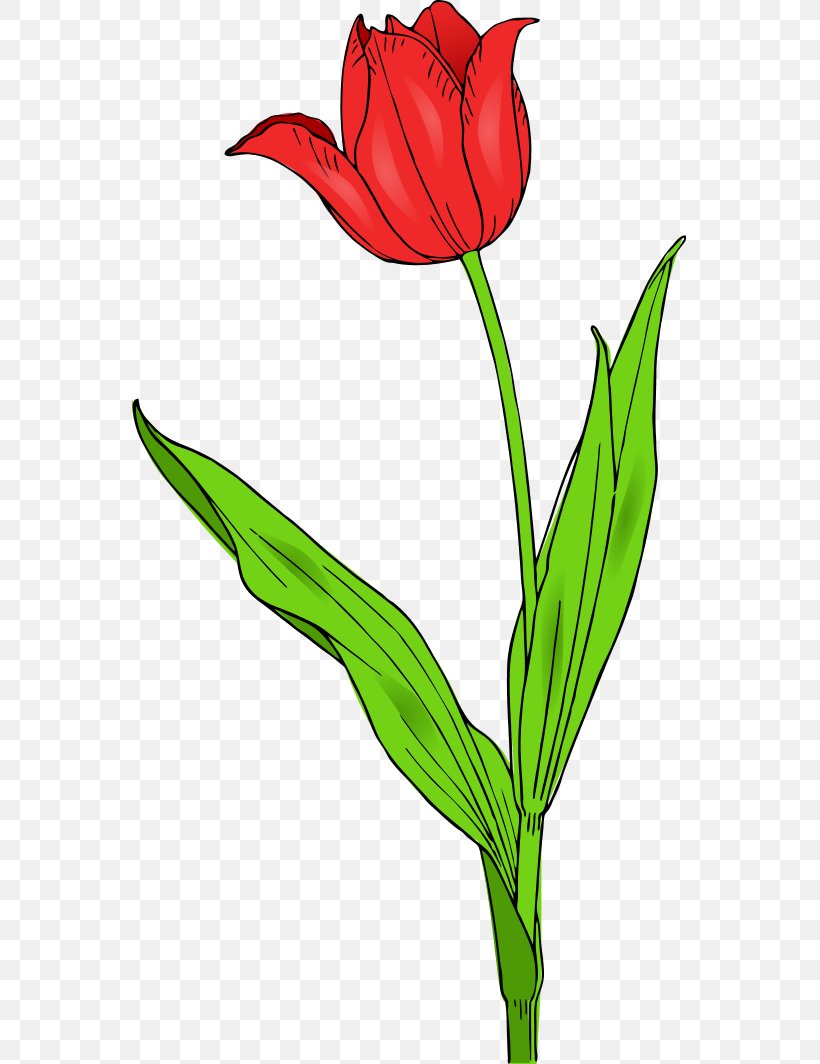 Tulipa Gesneriana Free Content Flower Clip Art, PNG, 555x1064px, Tulipa Gesneriana, Art, Color, Cut Flowers, Flora Download Free
