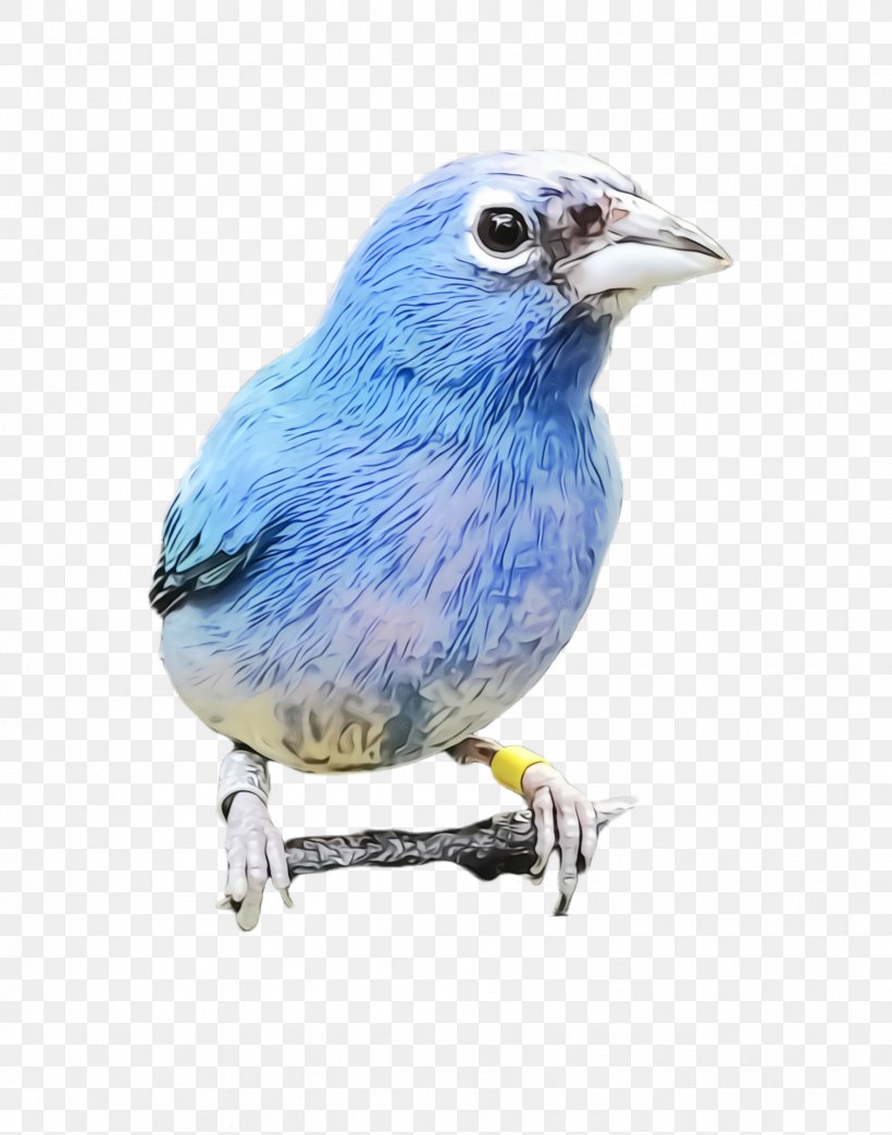 Bird Bluebird Mountain Bluebird Beak Indigo Bunting, PNG, 1772x2256px, Watercolor, Beak, Bird, Bluebird, Eastern Bluebird Download Free