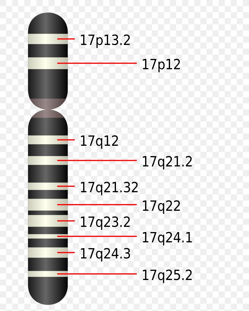 Chromosome 17 Potocki–Lupski Syndrome Neurofibromatosis Type I Deletion, PNG, 674x1024px, Chromosome, Area, Chromatid, Chromosome 17, Deletion Download Free