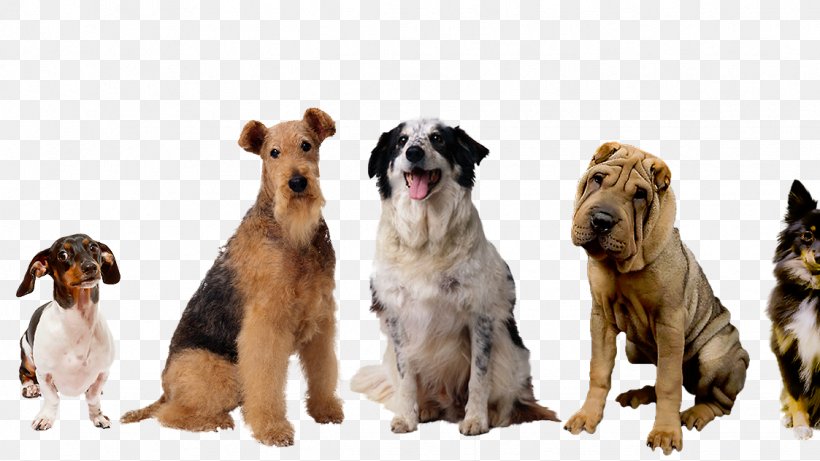 Dog Breed Puppy Companion Dog Pet, PNG, 1123x632px, Dog Breed, Animal, Breed, Companion Dog, Conformation Show Download Free