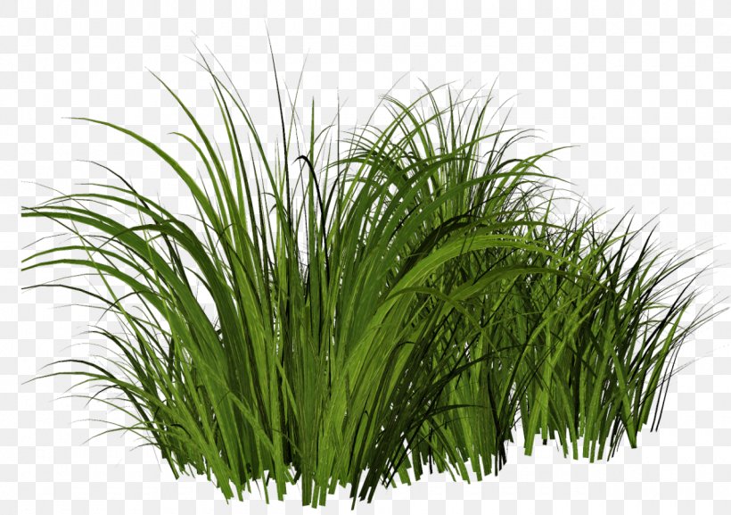 Thepix Grass Clip Art, PNG, 1280x901px, Thepix, Chrysopogon Zizanioides, Commodity, Digital Image, Dots Per Inch Download Free