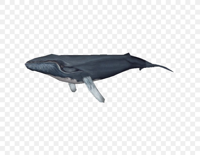 Zoo Tycoon 2 Common Bottlenose Dolphin Tucuxi Porpoise Whale, PNG, 637x637px, Zoo Tycoon 2, Blue Whale, Bottlenose Dolphin, Bowhead Whale, Cetacea Download Free