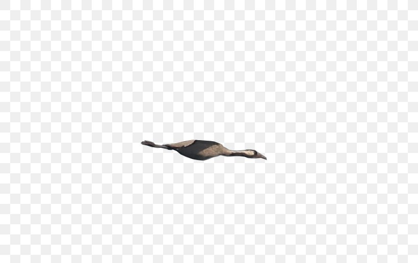 Beak Water Bird Black M, PNG, 736x516px, Beak, Bird, Black, Black M, Tail Download Free