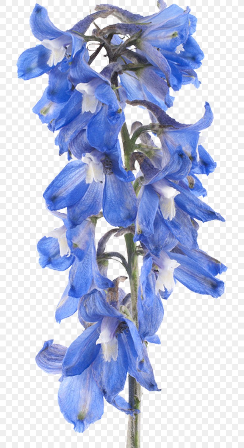 Cut Flowers Plant Tulip Clip Art, PNG, 724x1500px, Flower, Bellflower Family, Blue, Cut Flowers, Delphinium Download Free