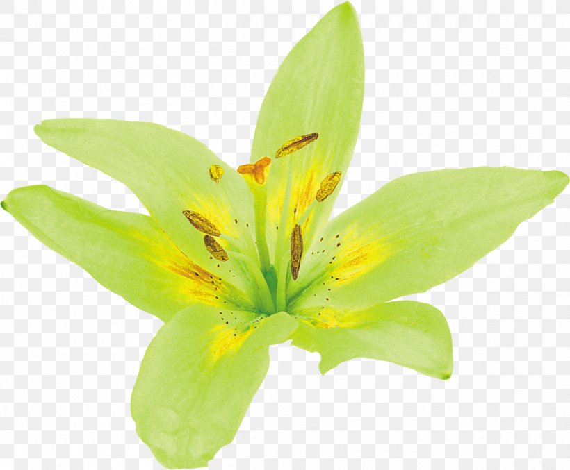 Lilium Flower Yellow Green Petal, PNG, 1200x991px, Watercolor, Cartoon, Flower, Frame, Heart Download Free